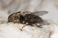 Une femelle (Araneae - Salticidae - Macaroeris nidicolens)